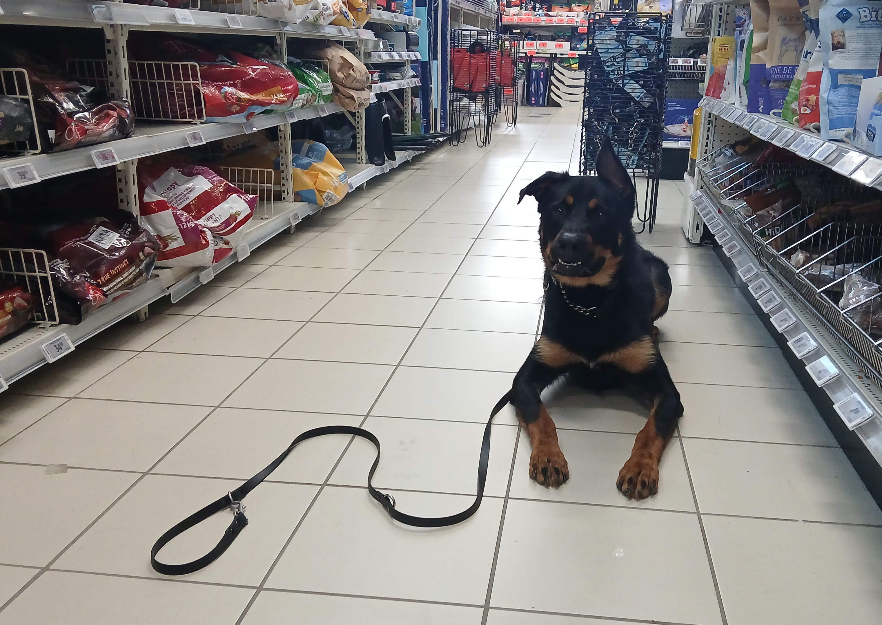 Dog holding a down stay in a store
